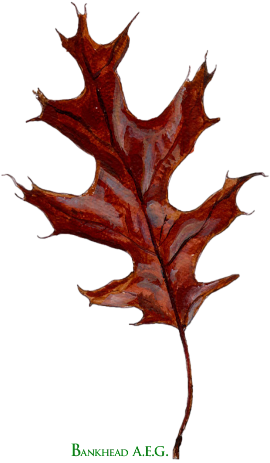 Bankhead A. E. G. Leaf